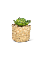 Abbott Prince Succulent In Basket