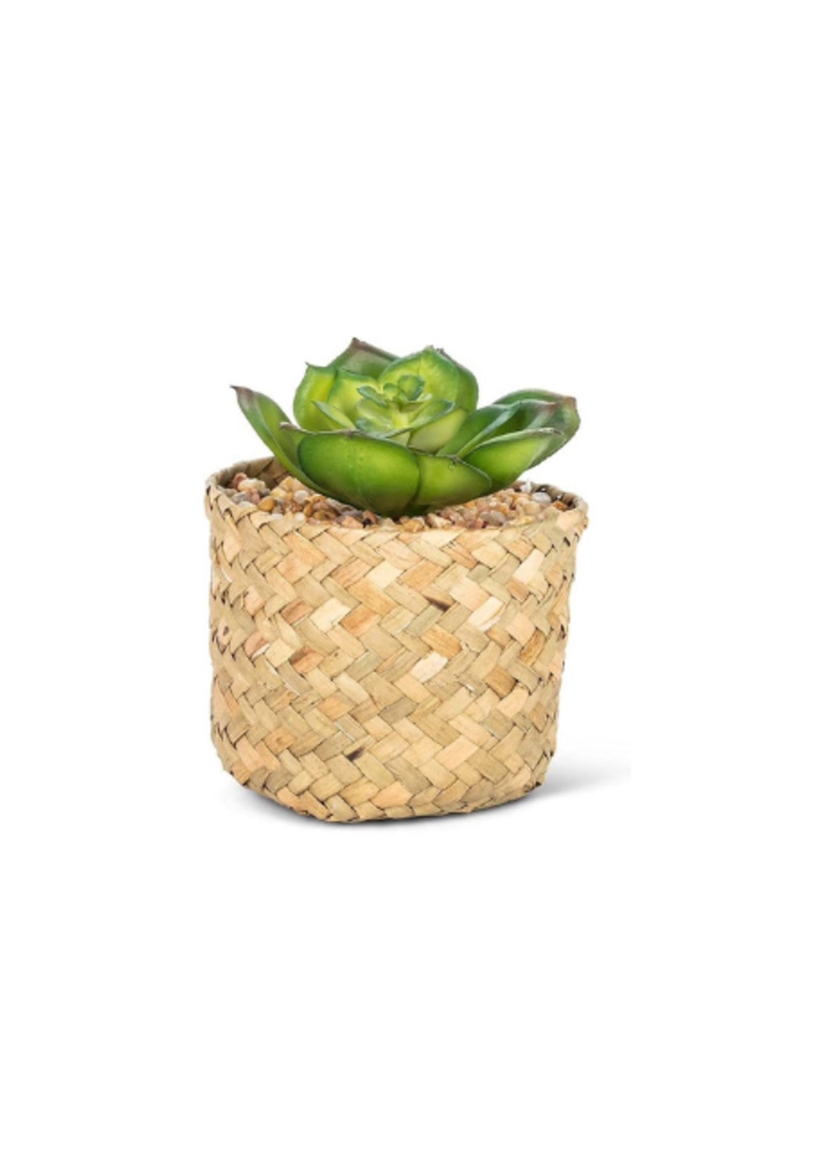 Abbott Prince Succulent In Basket