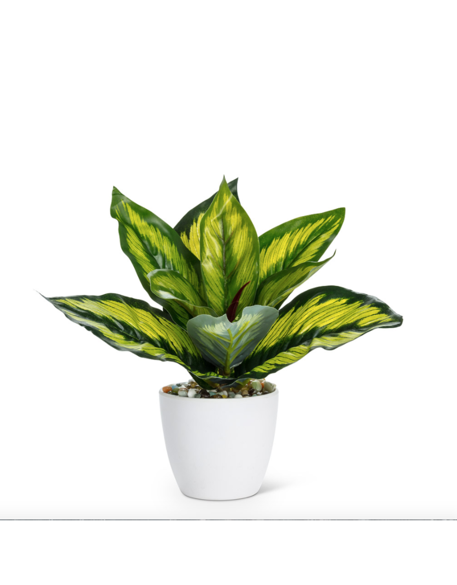 Abbott Medium Varigated Leaf Plant