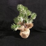 **10” Mini Tree w/Snow in Burlap