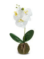 *15" White Orchid w/Grass Ball-Abbott