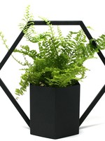 *Black Hanging Planter- Danecso