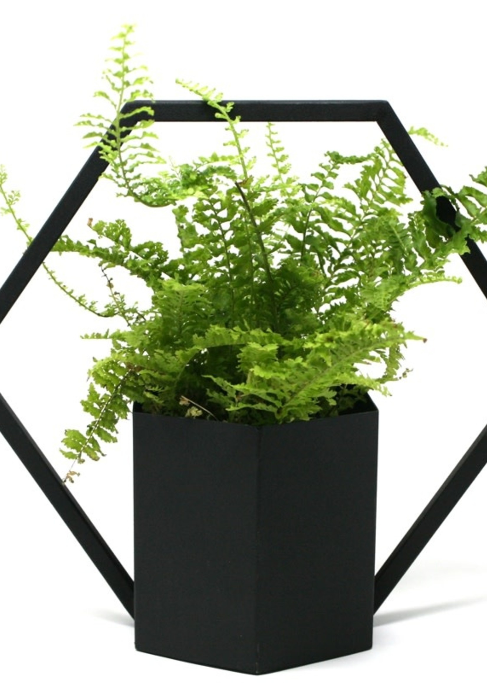 *Black Hanging Planter- Danecso