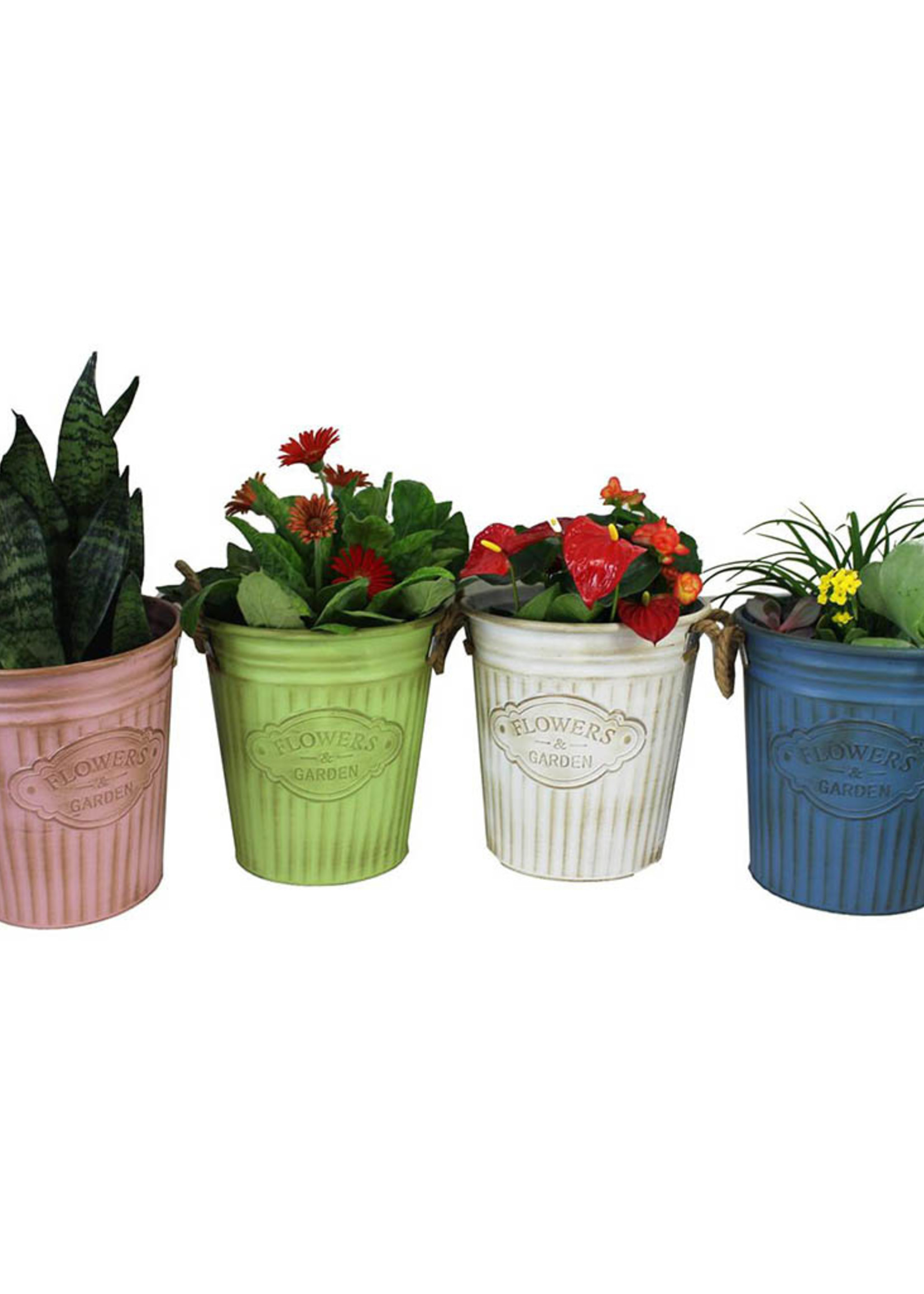 *Lg Asstd Pot w/Rope Handle-Splash