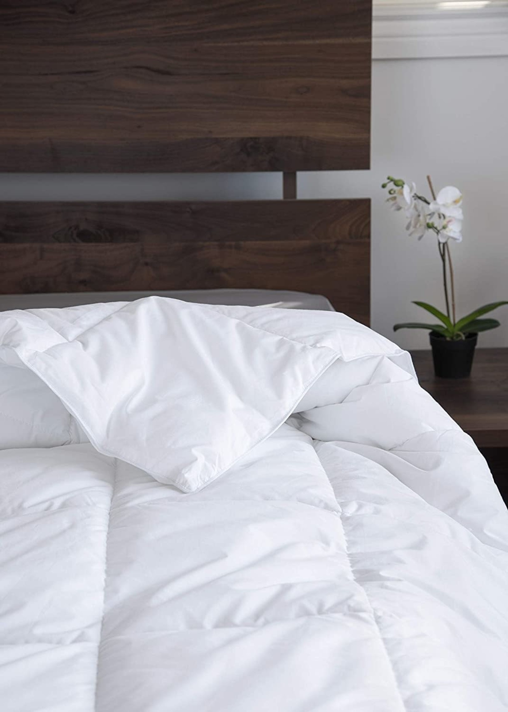 Can't Believe *Qn Synthetic Duvet-Century