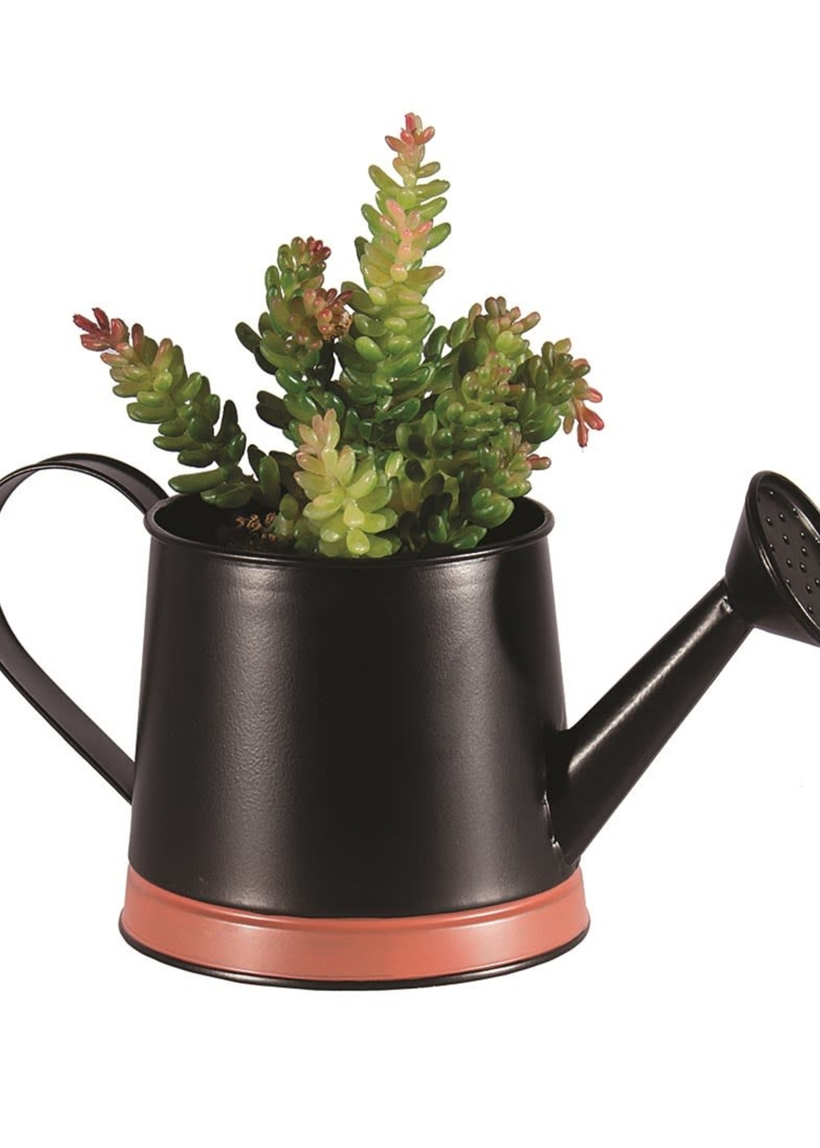 Rosemary & Time *Black Watering Can  Planter-CandyM