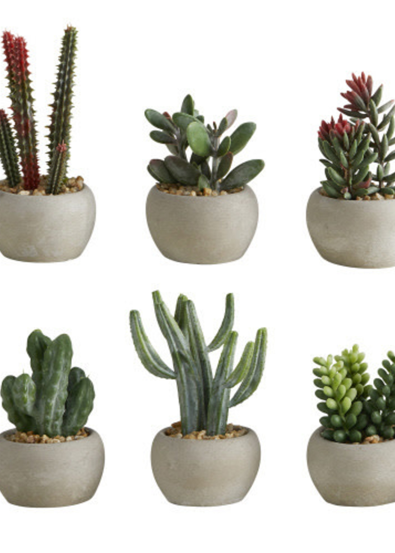 Creative Brands *Assorted Succulent Ceramic Pots Creative-Design