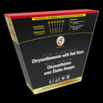 CSF - 1600 : Chrysanthemums with Red Stars