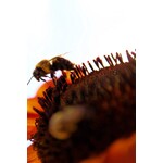 Mutually Assured Construction Pollinators Print