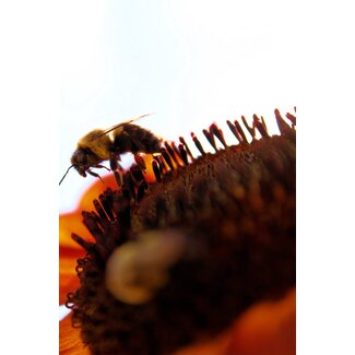 Mutually Assured Construction Pollinators Print