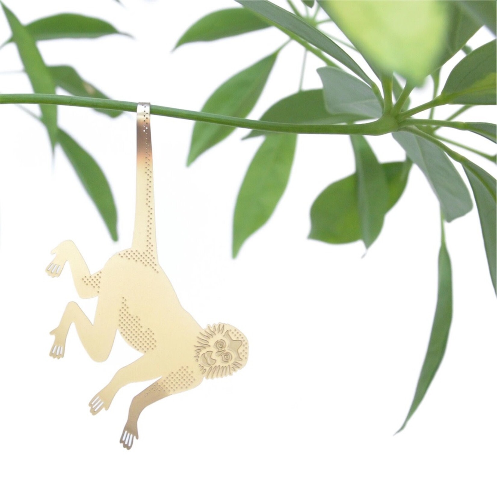 Plant Animal Spider Monkey