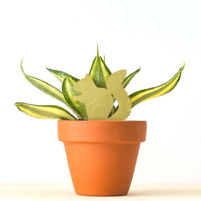 Plant Animal Squirrel