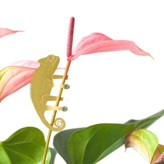 Plant Animal Chameleon