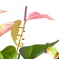 Plant Animal Chameleon