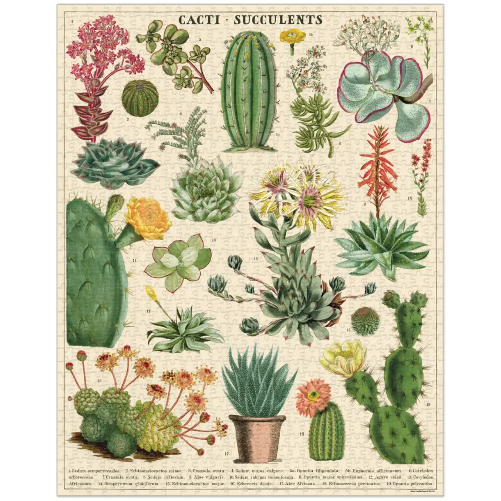 Cavallini Puzzle 1000 pc Cacti + Succulents