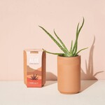 Terracotta Grow Kit Aloe