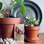 Plant Pot Companion Bullfinch