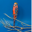 Leather Bookmark Parakeet