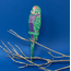 Leather Bookmark Budgie