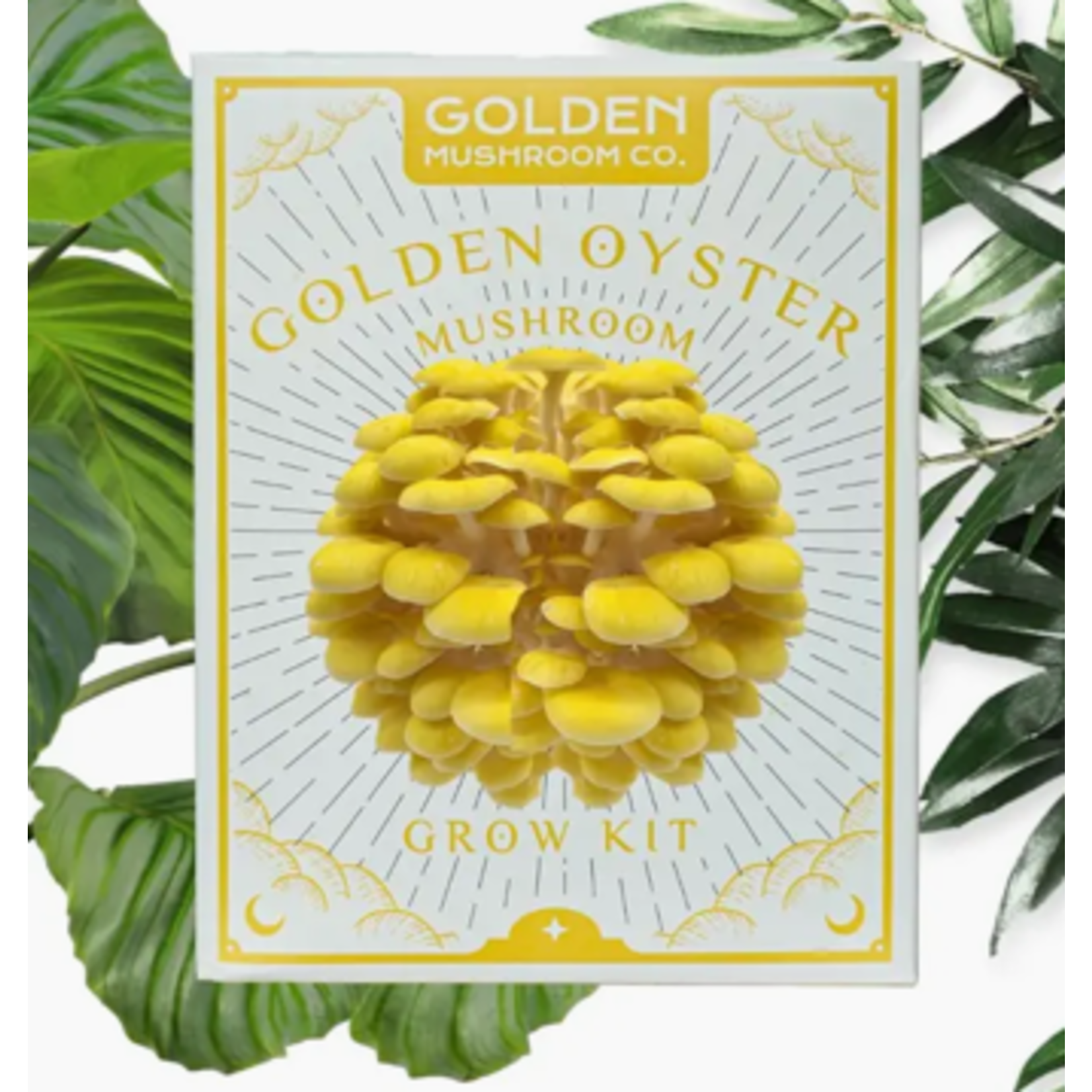 Mushroom Grow Kit - Golden Oyster
