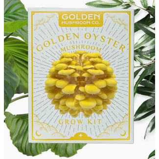 Mushroom Grow Kit - Golden Oyster