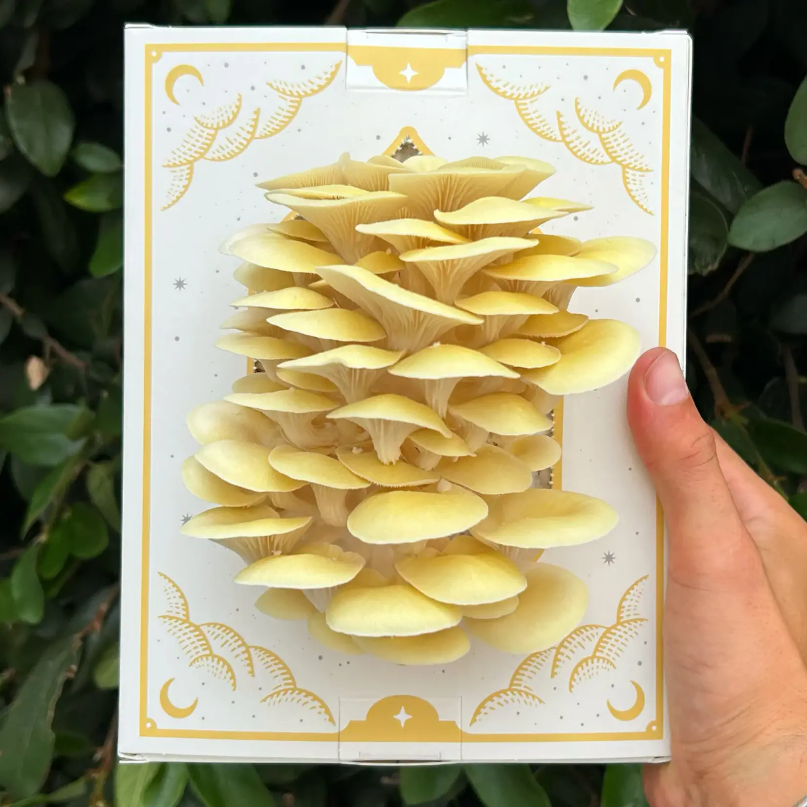 Mushroom Grow Kit - Golden Oyster