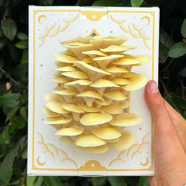 Mushroom Grow Kit - Golden Oyster