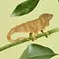 Plant Animal - Large Iguana