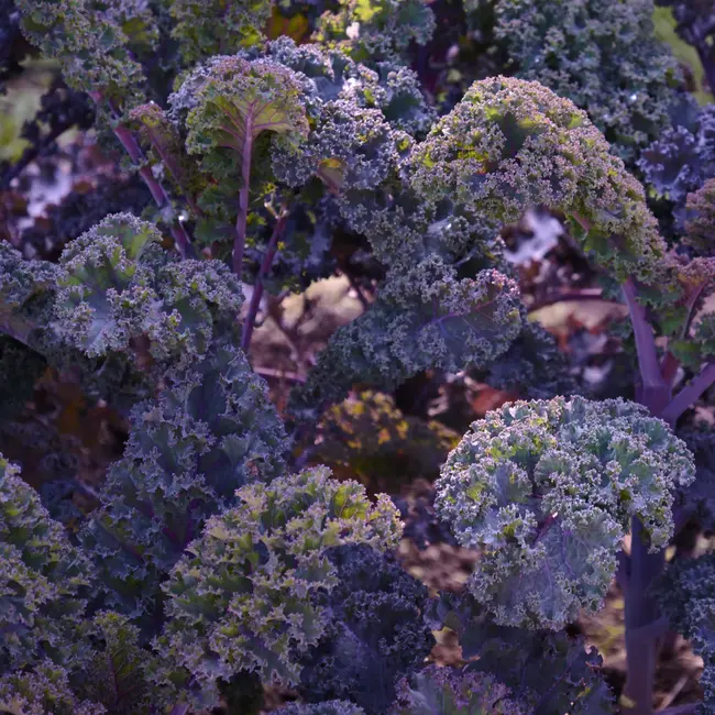 Sow the Magic Tarot Garden + Gift Seed Packet Scarlet Kale