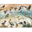Highland Creek Puzzles Coastal Birds of NC Puzzle - 1000 Piece