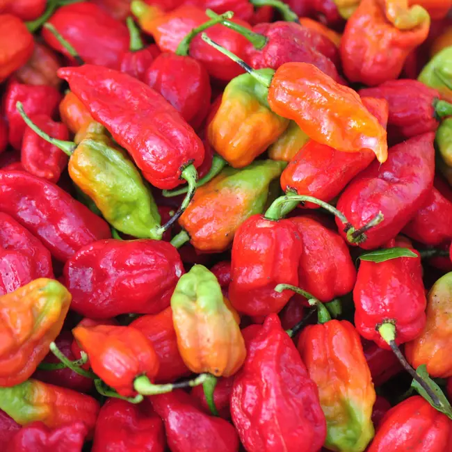 Sow the Magic Tarot Garden + Gift Seed Packet - Ghost Pepper