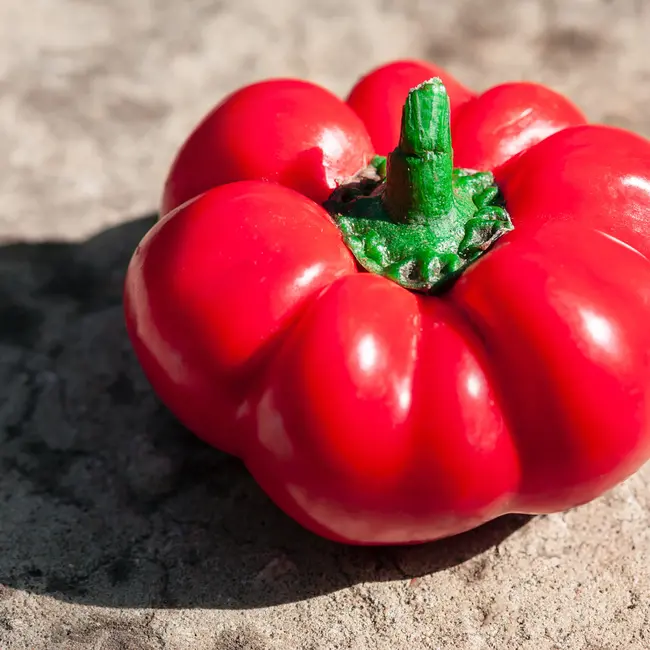 Sow the Magic Tarot Garden + Gift Seed Packet - Ashe County Pimento Sweet Pepper