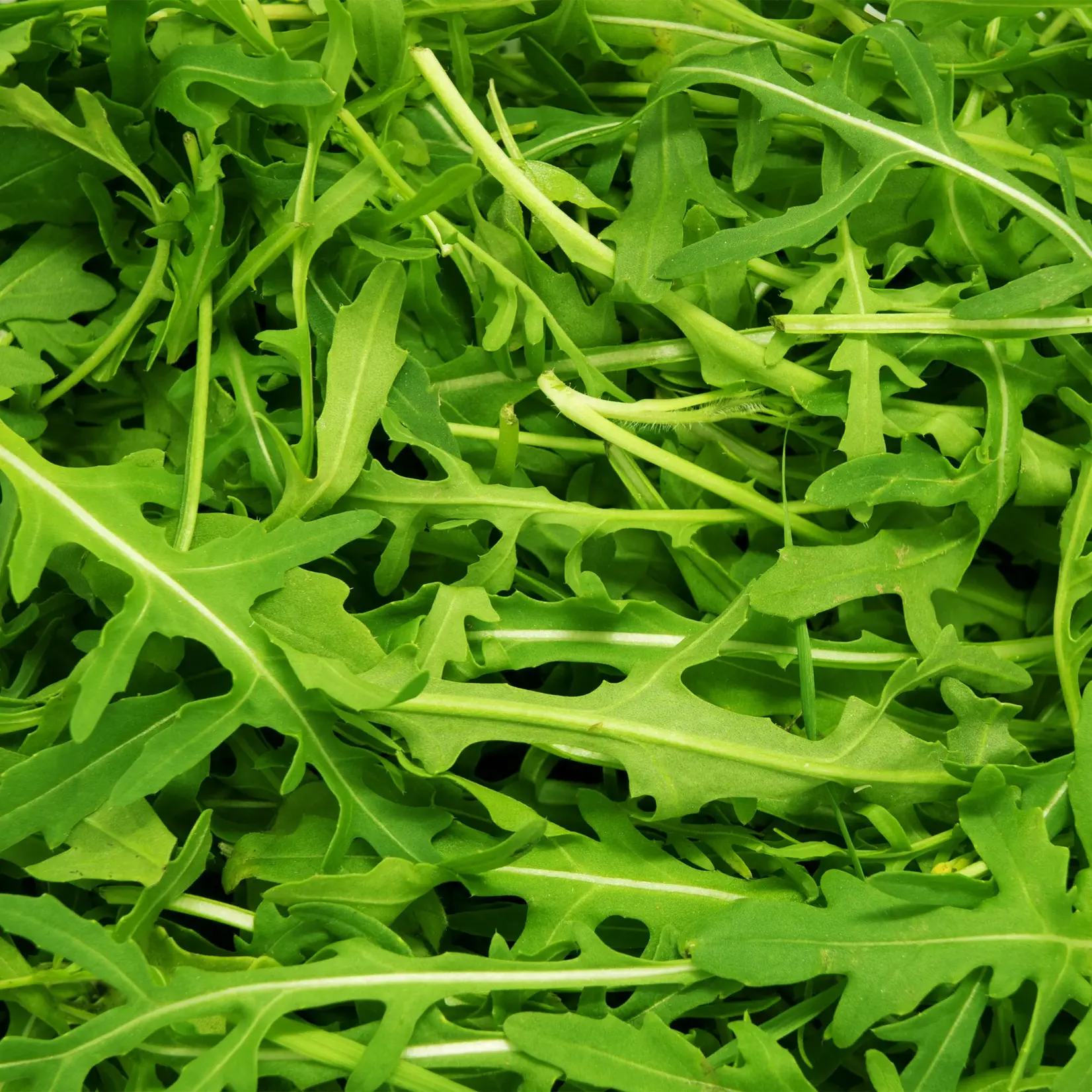 Tarot Garden + Gift Seed Packet - Arugula