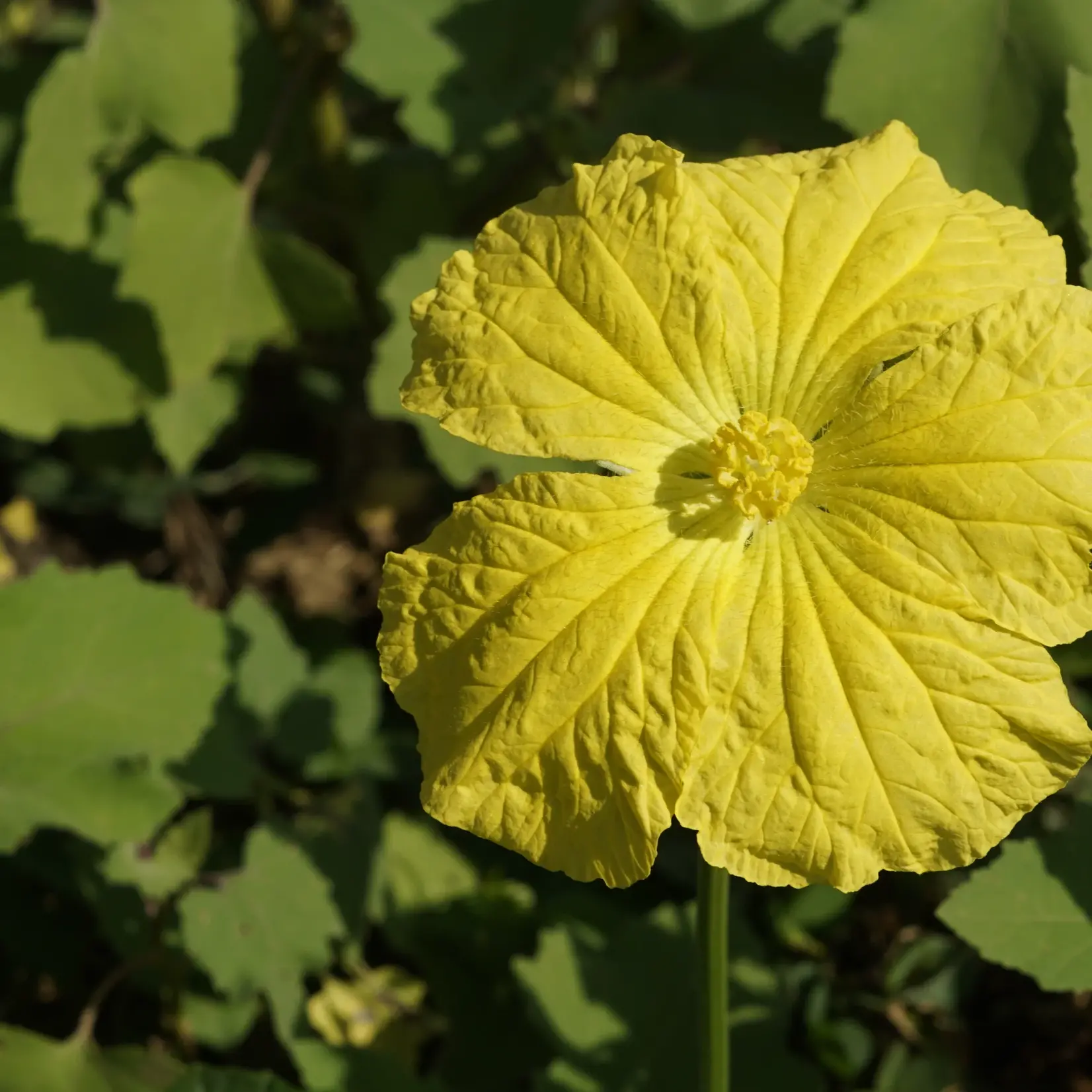 Tarot Garden + Gift Seed Packet - Luffa Gourd