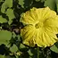 Sow the Magic Tarot Garden + Gift Seed Packet - Luffa Gourd