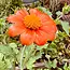 Tarot Garden + Gift Seed Packet - Mexican Sunflower