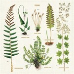 Vintage Cloth Napkin Set (4) - Fern