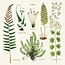 Vintage Cloth Napkin Set (4) - Fern