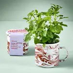 Altered Herb Mug Grow Kit - Lemon Basil