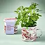 Altered Herb Mug Grow Kit - Lemon Basil