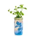 Herb Garden Jar - Mint