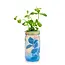 Herb Garden Jar - Mint
