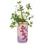 Herb Garden Jar - Parsley