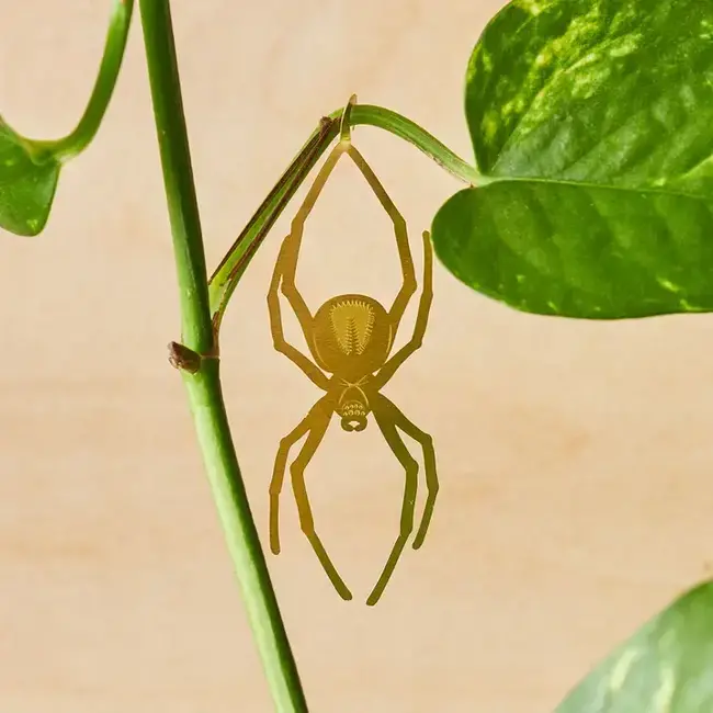 Plant Animal - Spider