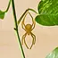 Plant Animal - Spider