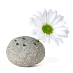 Stone Flower Frog