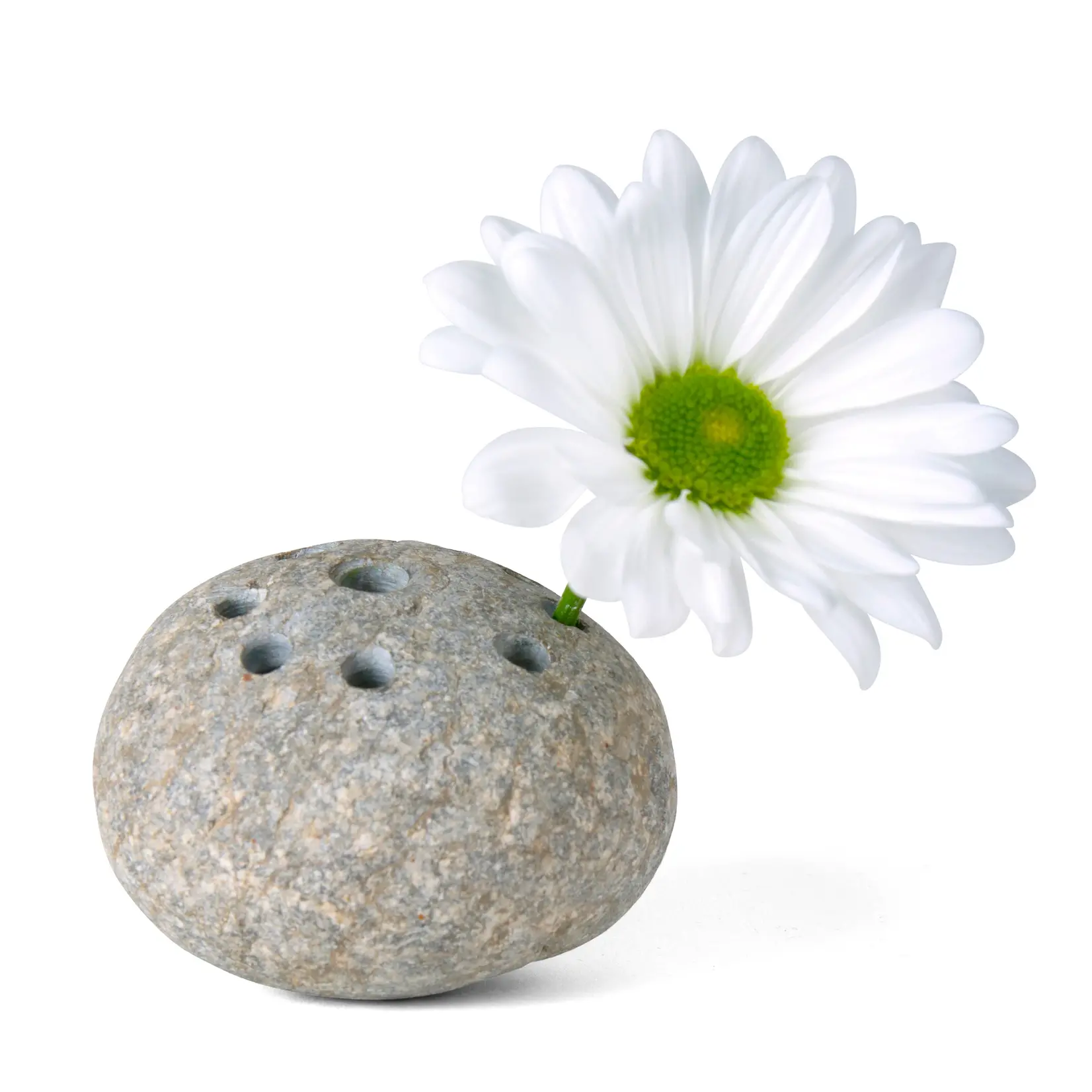 Stone Flower Frog