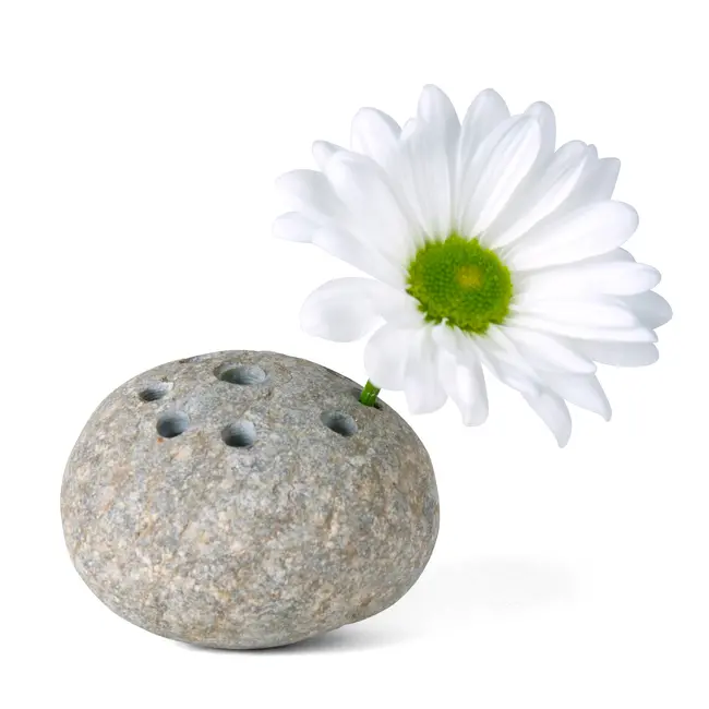 Stone Flower Frog