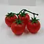 Tomato Vine Ripened Shot Glasses - 4pk
