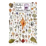 Shells of the South Atlantic Coast Puzzle - 550 pieces